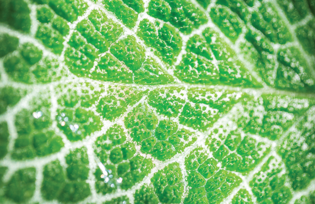 不同顏色葉片的葉綠素熒光光譜測量